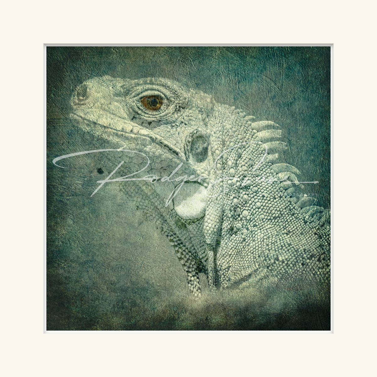 “Green Iguana”