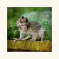 “Baby Macaque”