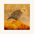 “Bald Eagle”