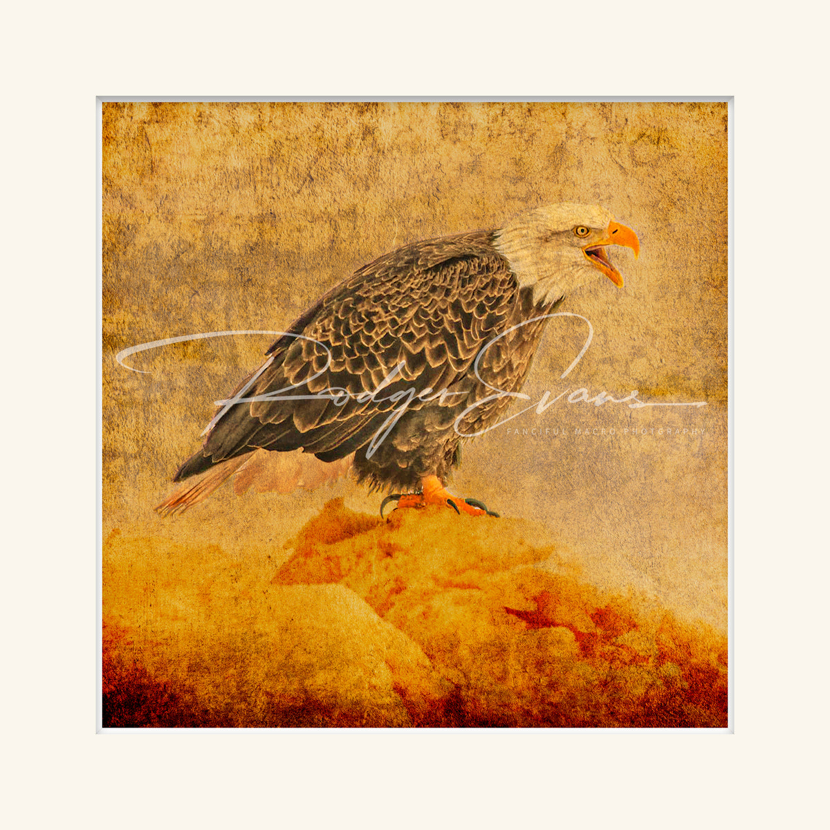 “Bald Eagle”