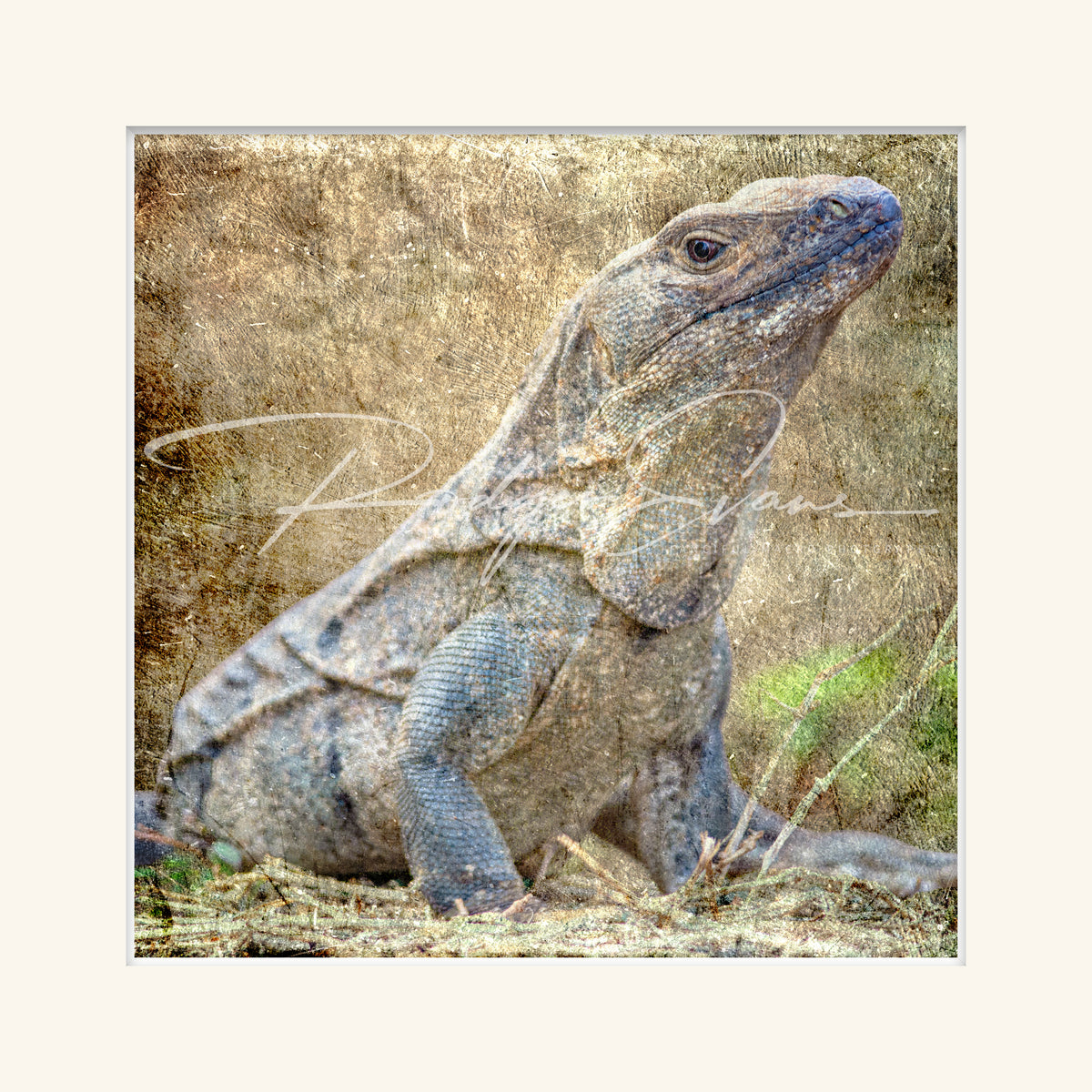 “Black Ctenosaur”