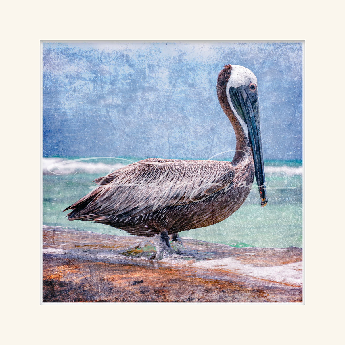 “Brown Pelican”