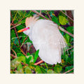 “Egret”