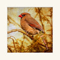“Female Cardinal”