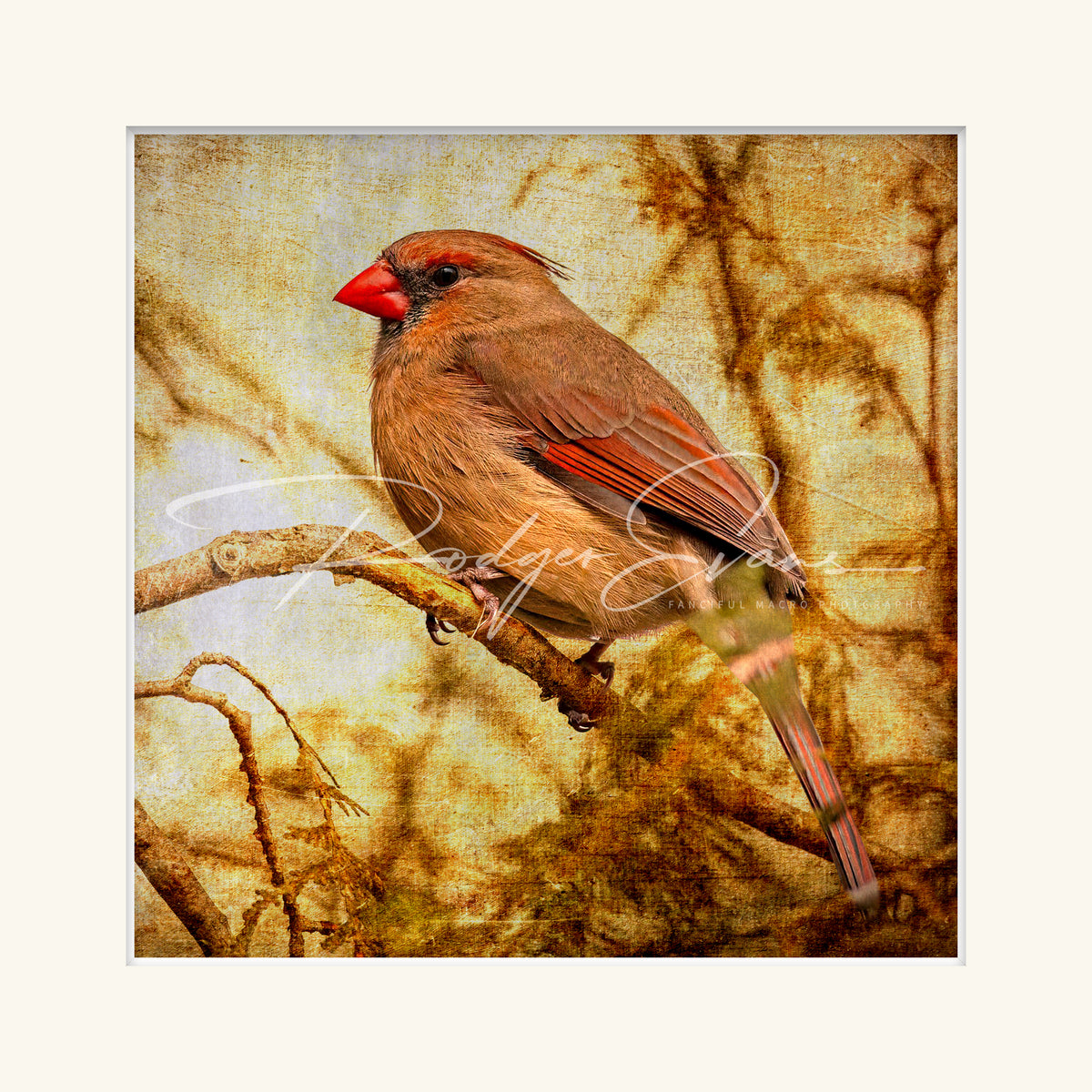“Female Cardinal”