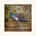 “Female Peacock”