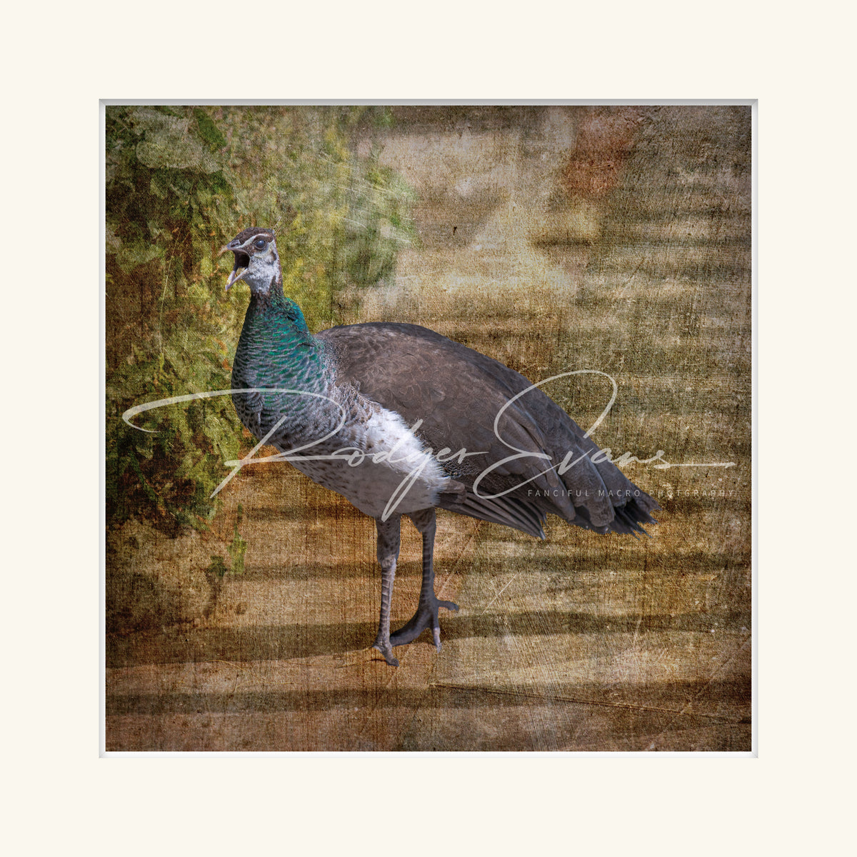 “Female Peacock”