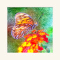 “Fritallary”
