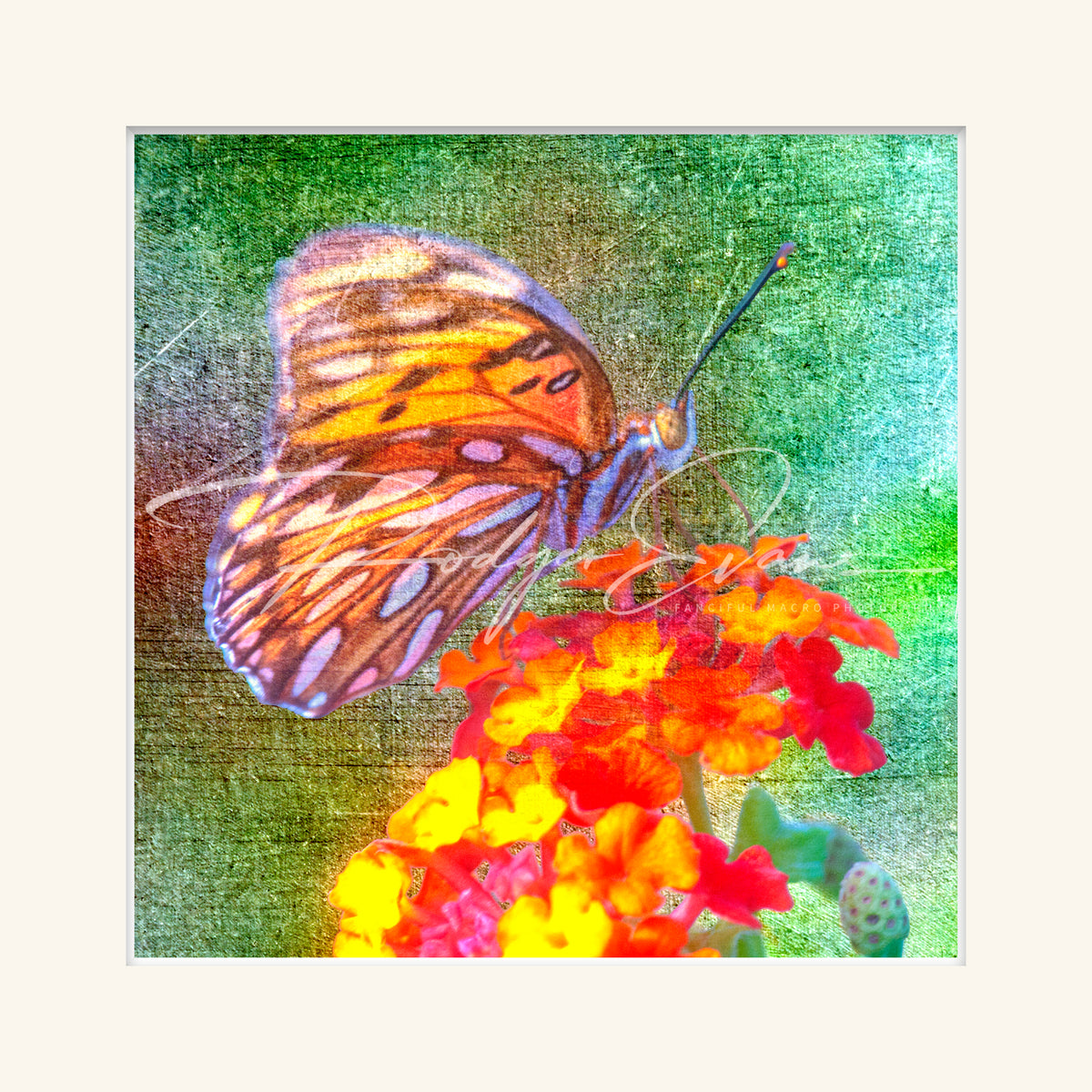 “Fritallary”
