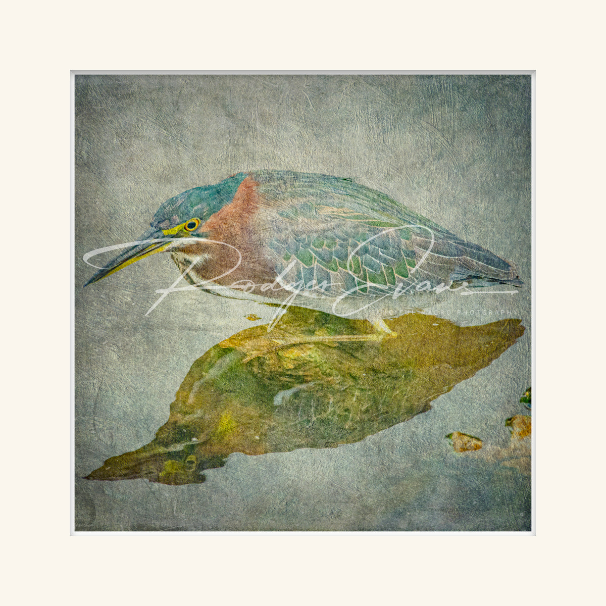 “Green Heron”