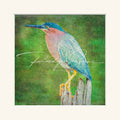 “Green Heron-2”