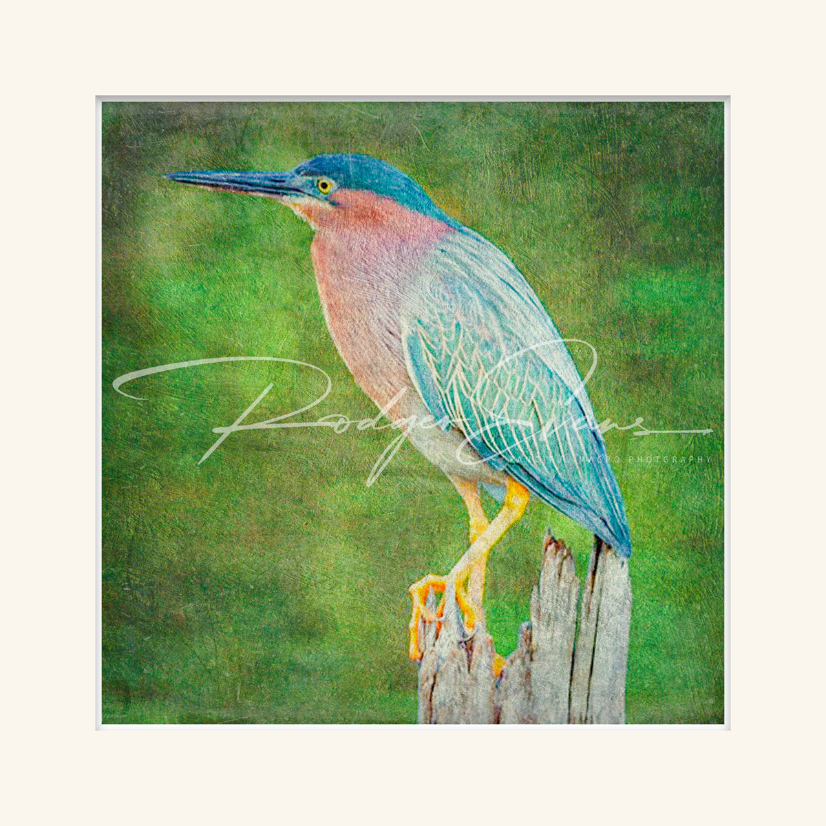 “Green Heron-2”