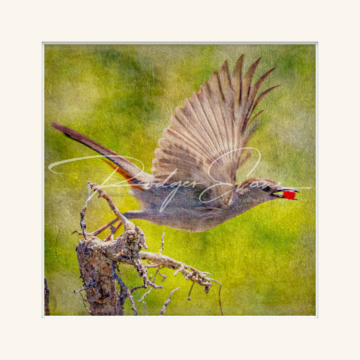 “Grey Catbird”