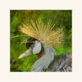“Grey-crowned Crane”