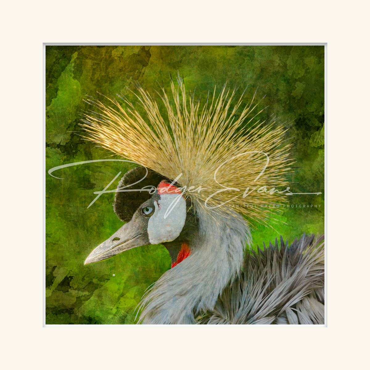 “Grey-crowned Crane”