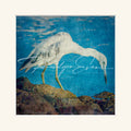 “Immature Blue Heron-2”