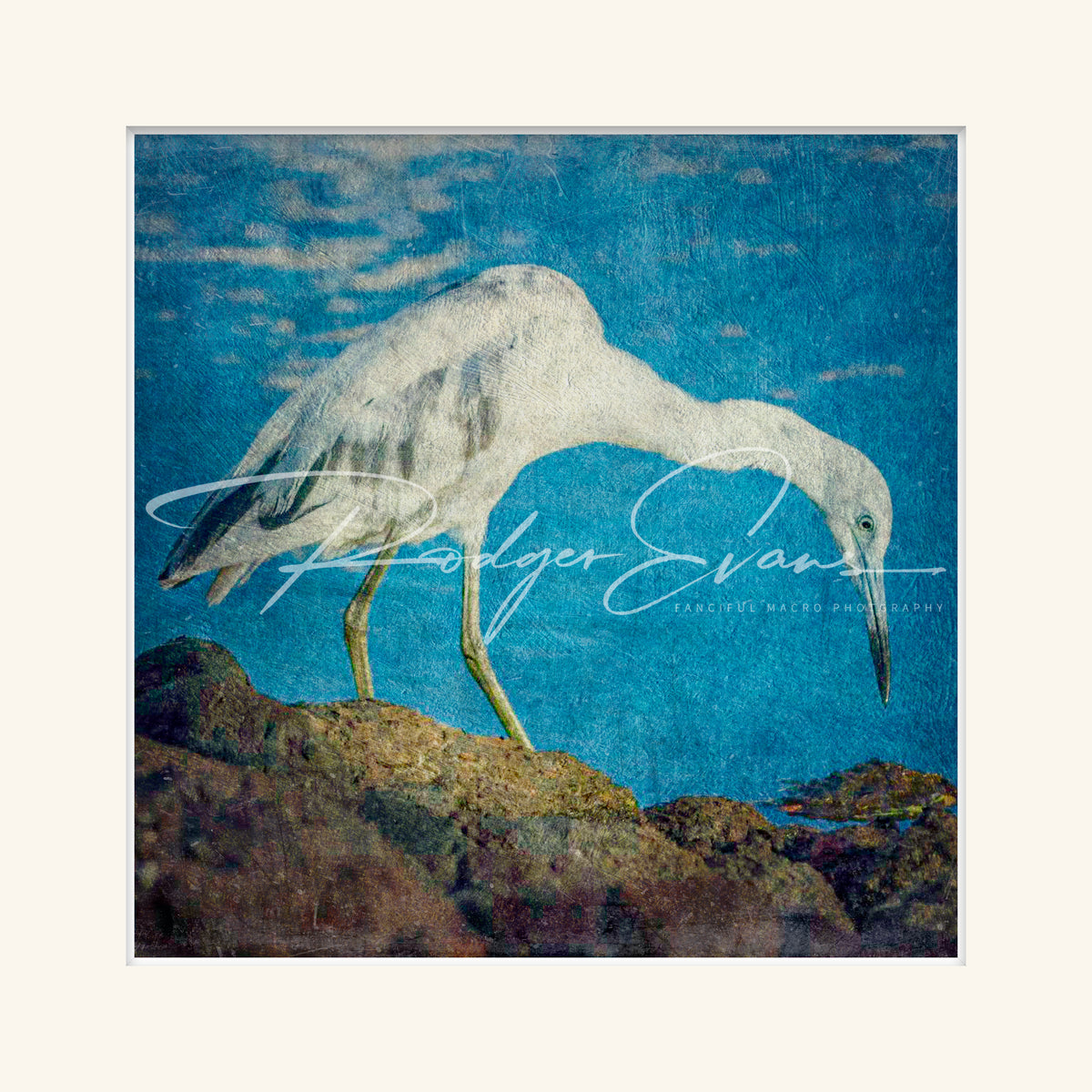 “Immature Blue Heron-2”