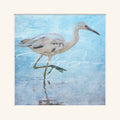 “Immature Blue Heron”