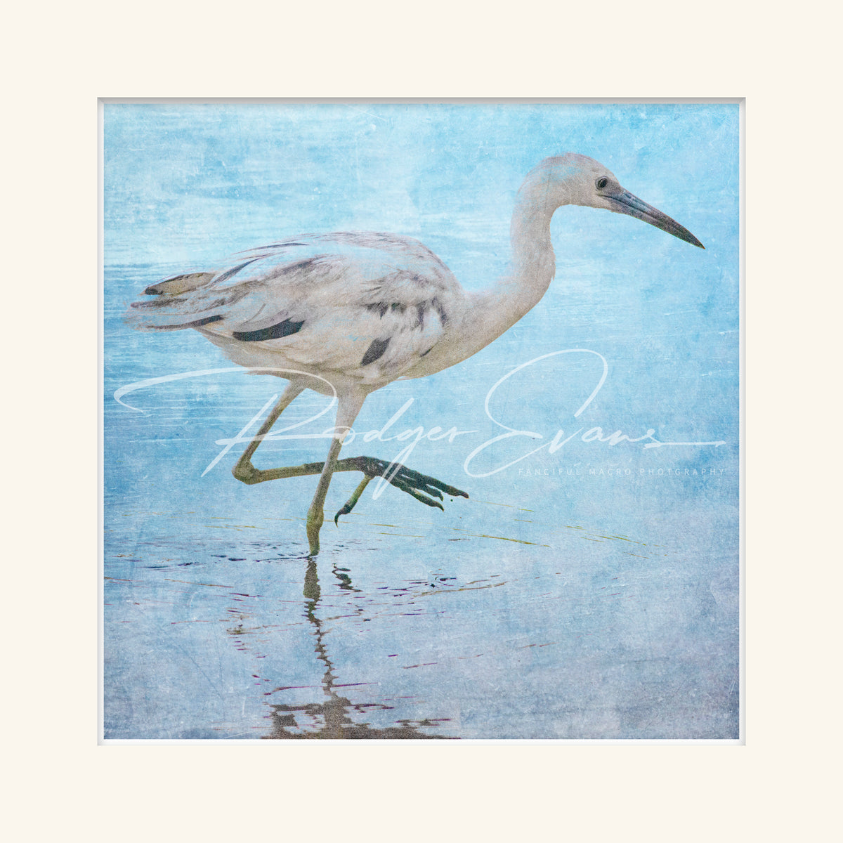“Immature Blue Heron”