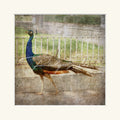 “Male Peacock”