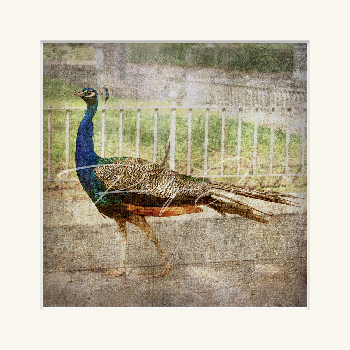 “Male Peacock”