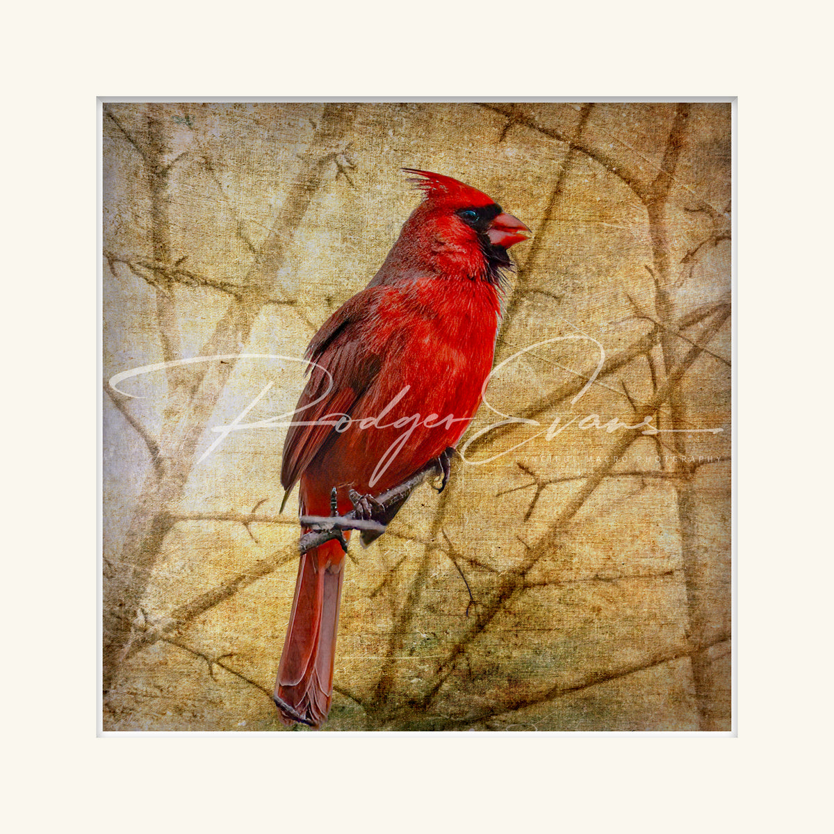 “Male Cardinal”