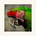 “Military Macaw”