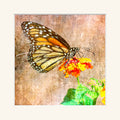 “Monarch”