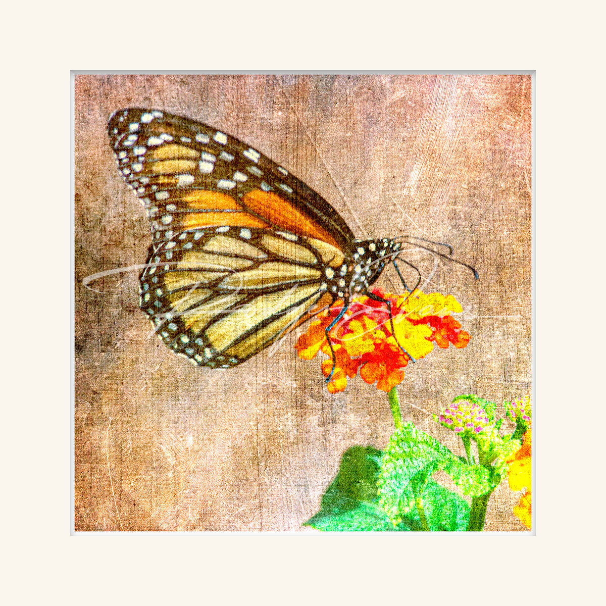 “Monarch”
