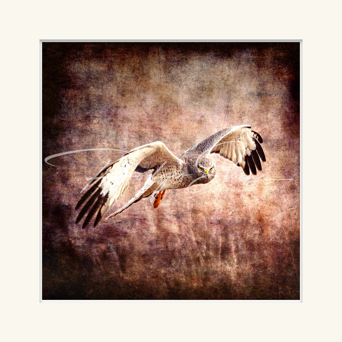“Northern Harrier”