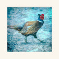 “Pheasant”