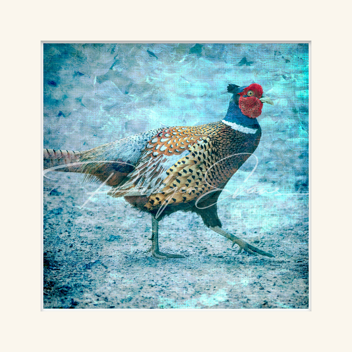 “Pheasant”