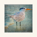 “Royal Tern”
