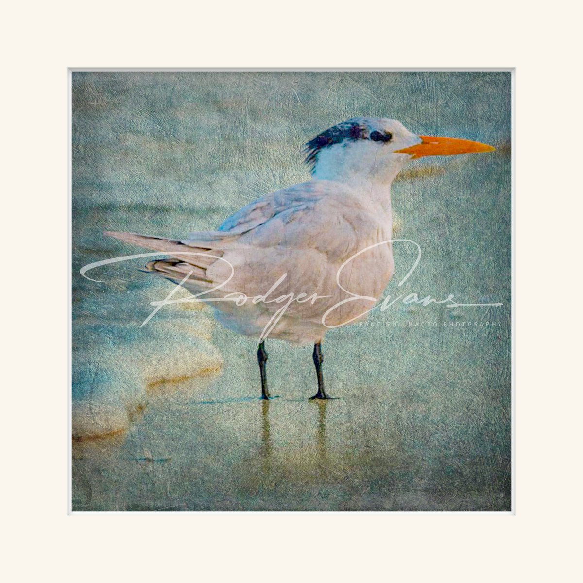 “Royal Tern”