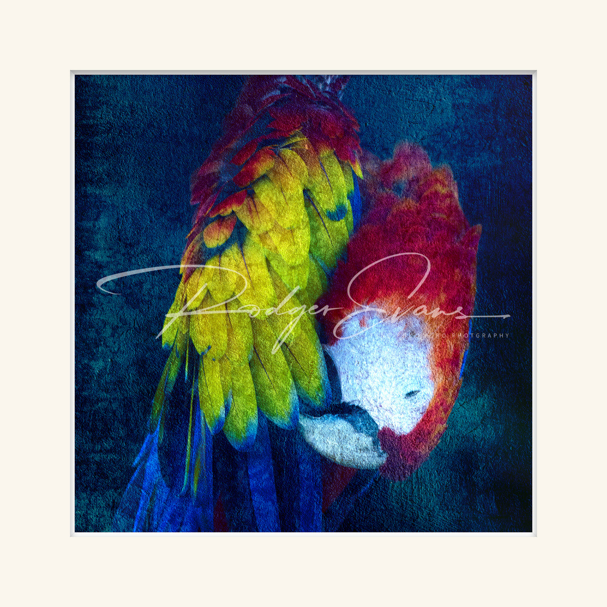 “Scarlet Macaw”