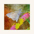“Skipper”