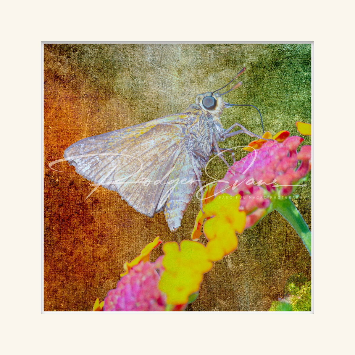 “Skipper”