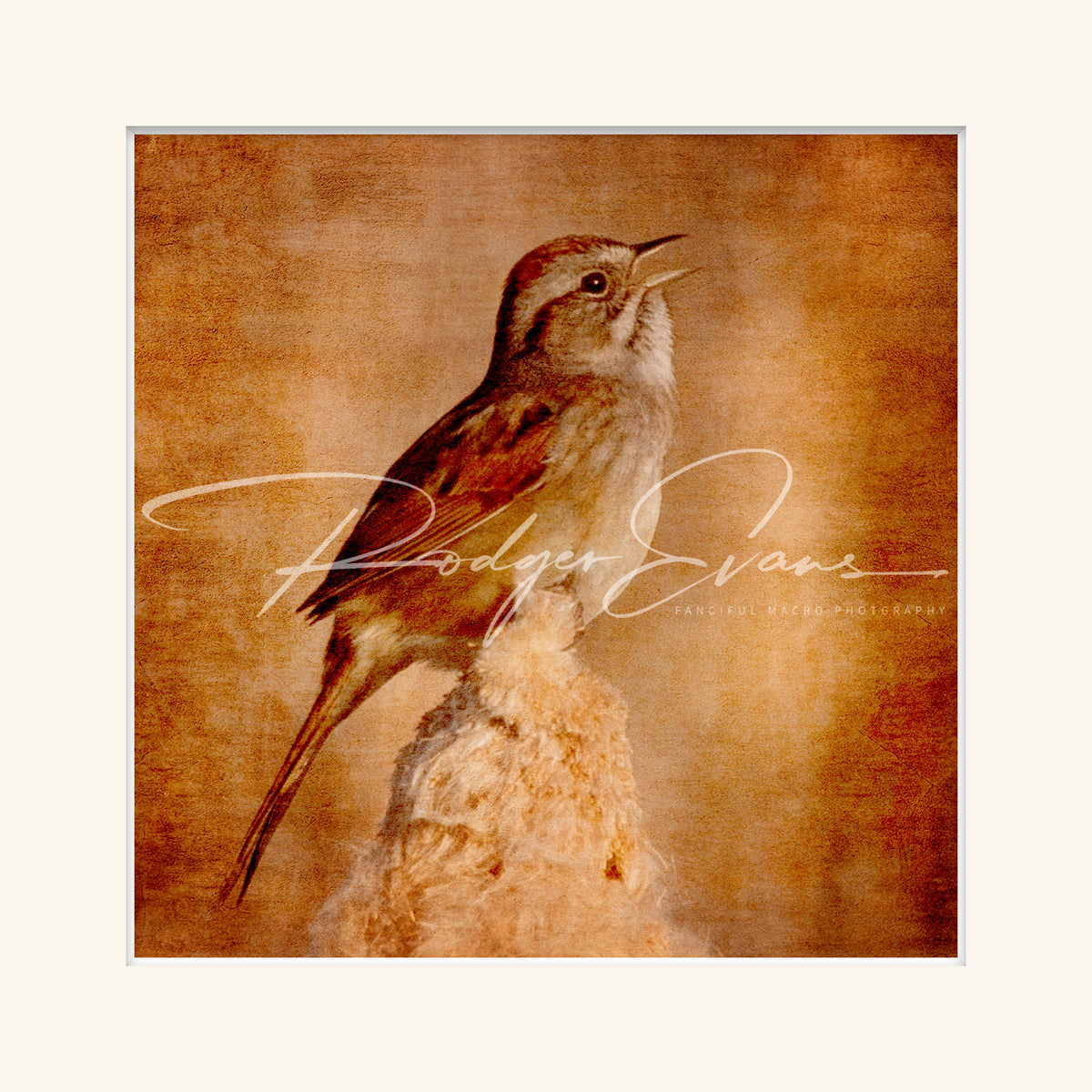 “Swamp Sparrow”
