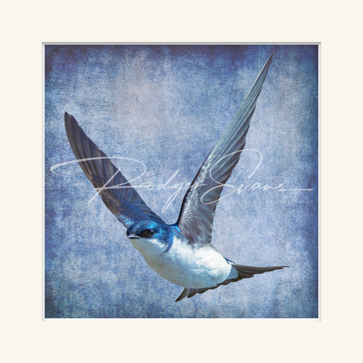“Tree Swallow”