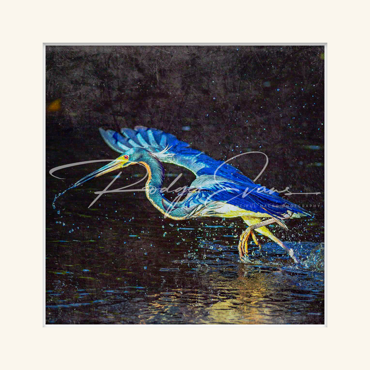 “Tri-coloured Heron”