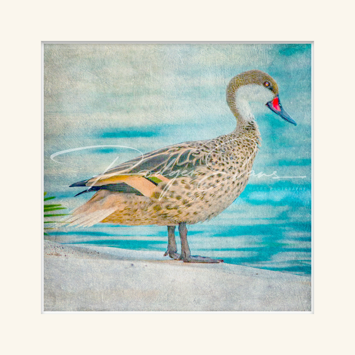 “White-cheeked Pintail”