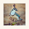 “White-throated Magpie”