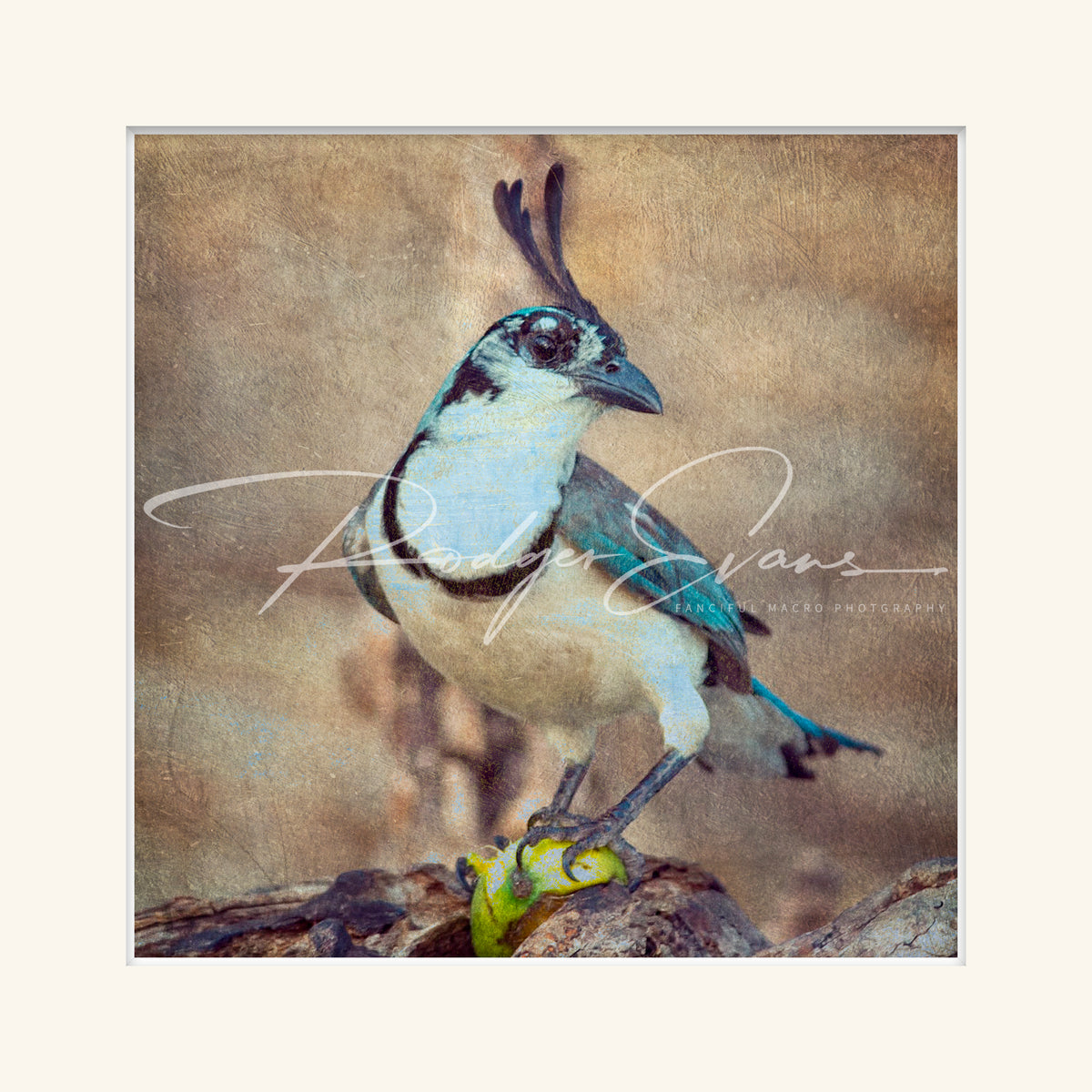 “White-throated Magpie”