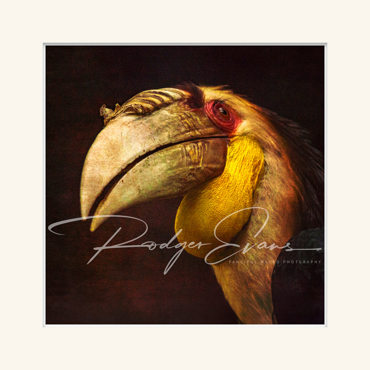 “Wreathed Hornbill"