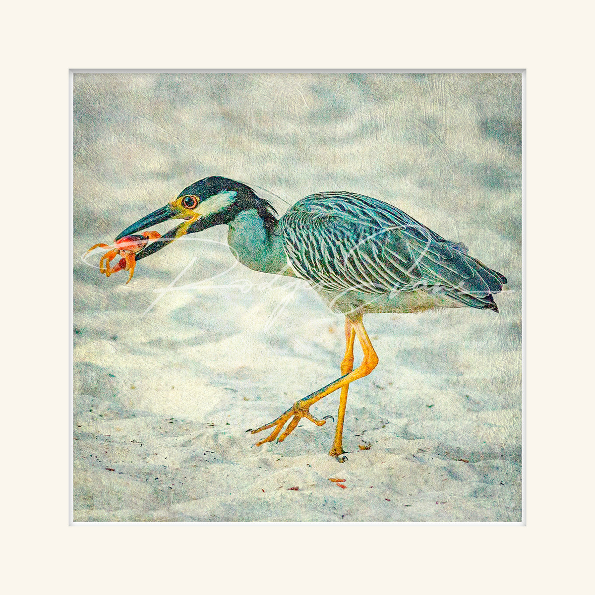 “Yellow-crowned Heron”