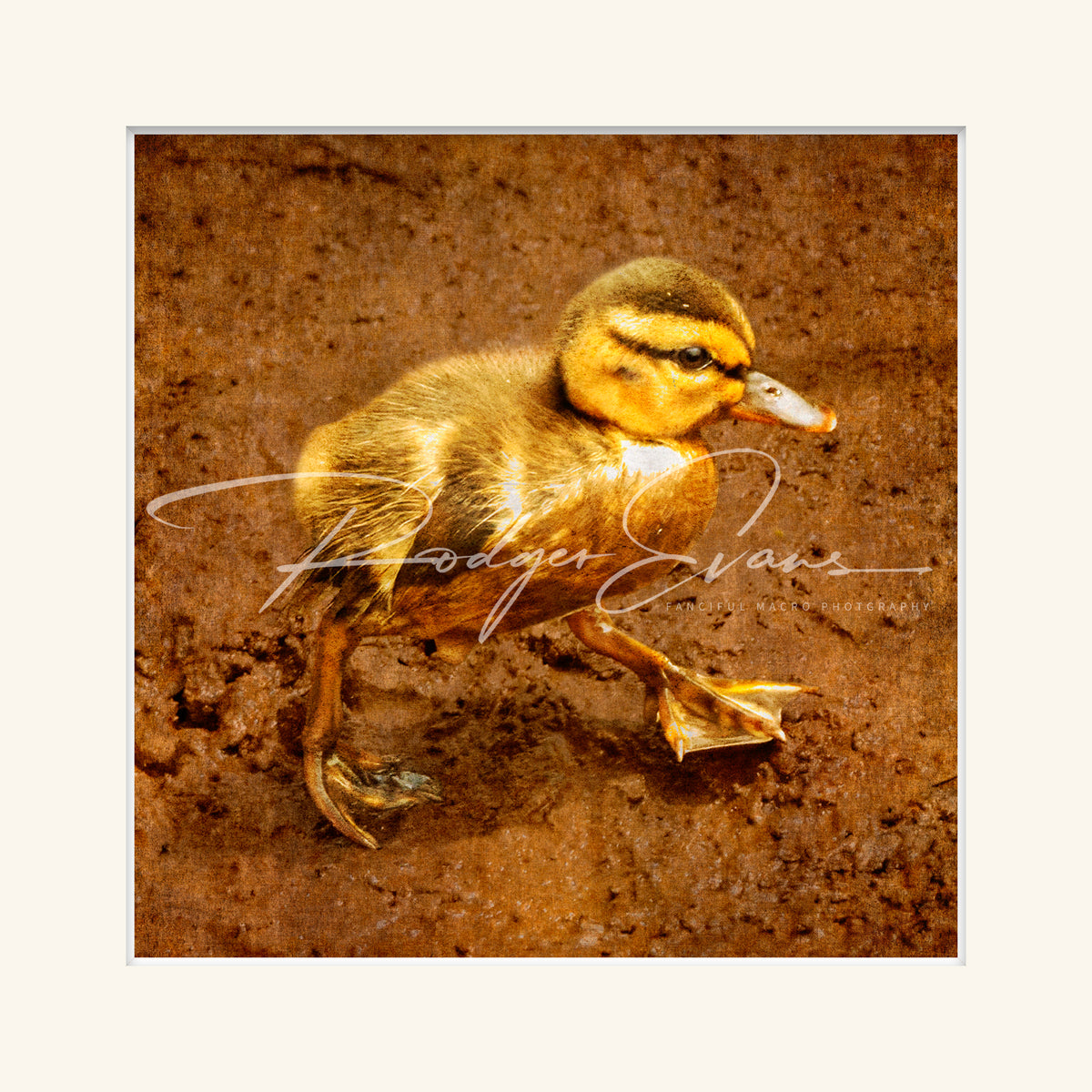 “Mallard Duckling”