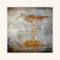 “Greater Yellow Legs-2”