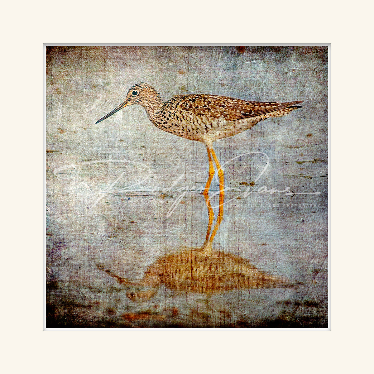 “Greater Yellow Legs-2”